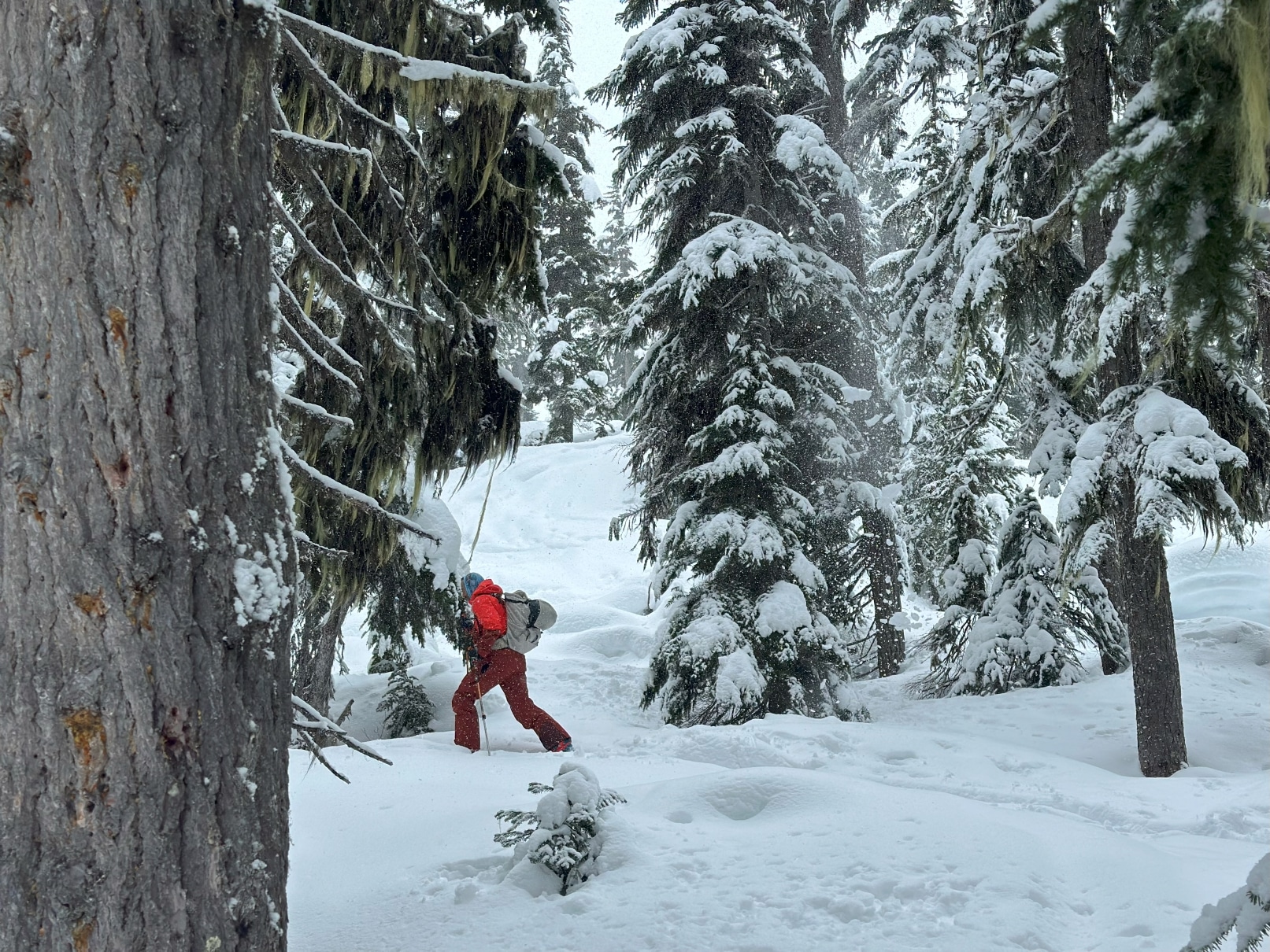 Ski touring through trees wearing the Arcteryx Rush ski jacket and pants